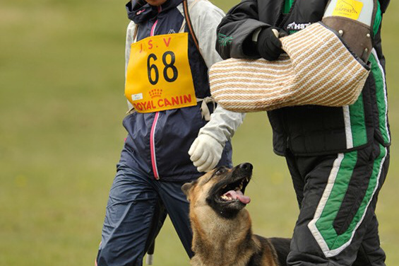 八王子市の犬のしつけ訓練ドッグスクールマリン