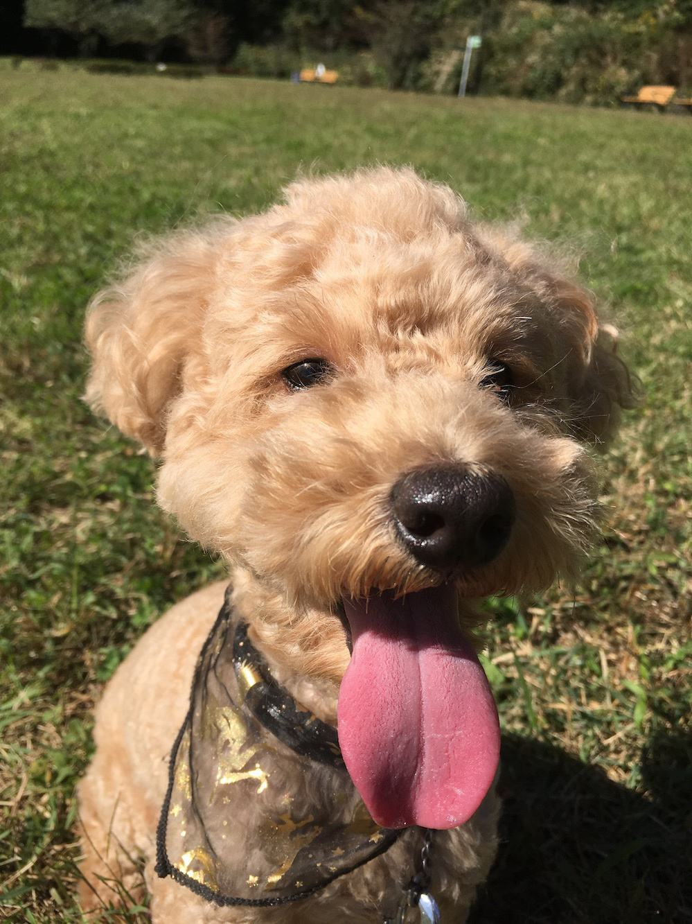 八王子の犬のしつけ訓練ドッグスクールマリン
