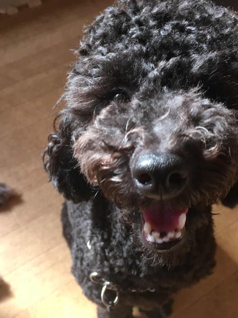 東京都八王子市の犬のしつけ訓練ドッグスクールマリン