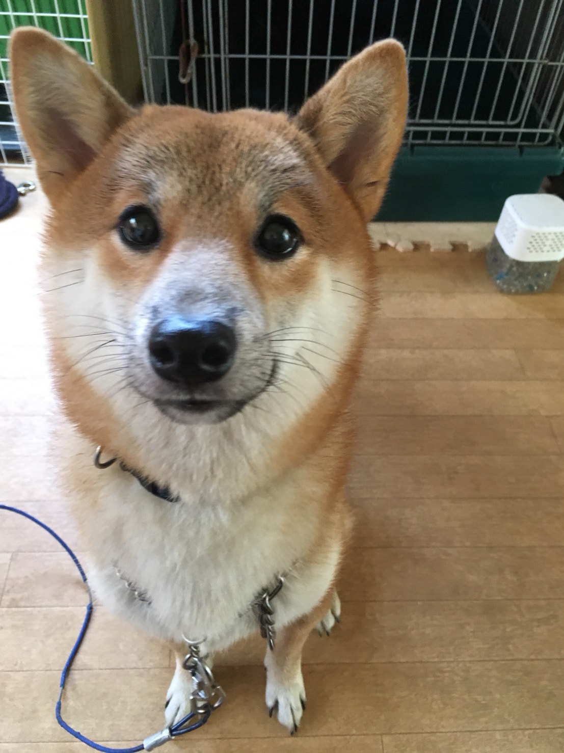 東京都八王子市の犬のしつけ訓練ドッグスクールマリン
