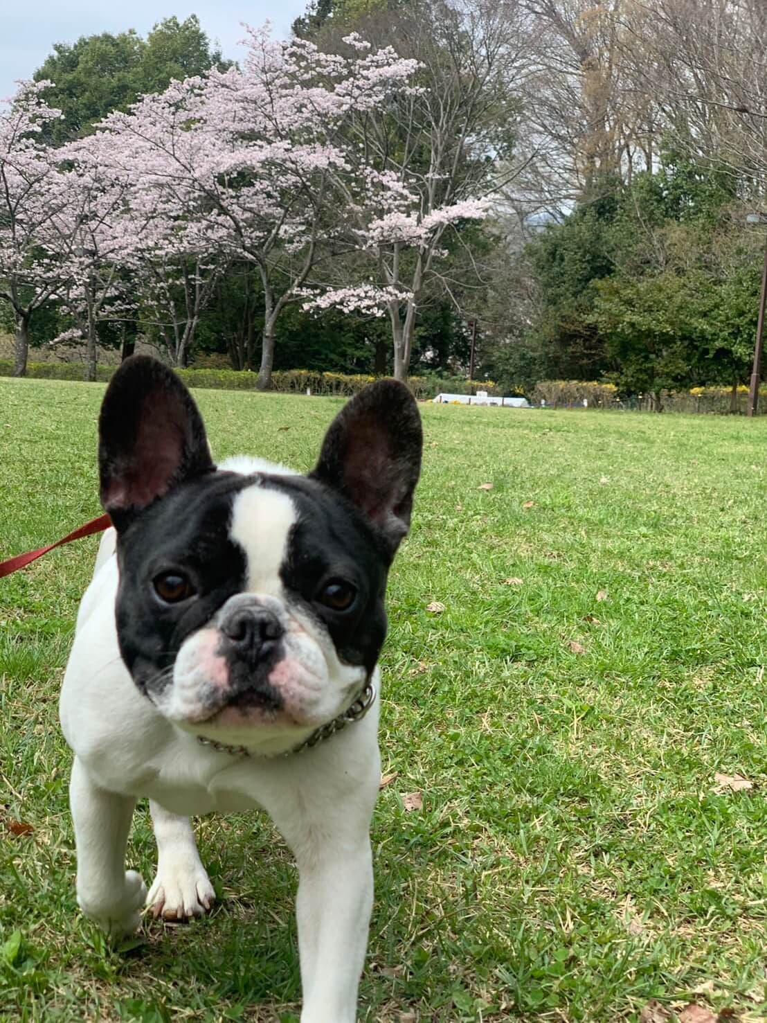 東京都八王子市の犬のしつけ訓練ドッグスクールマリン