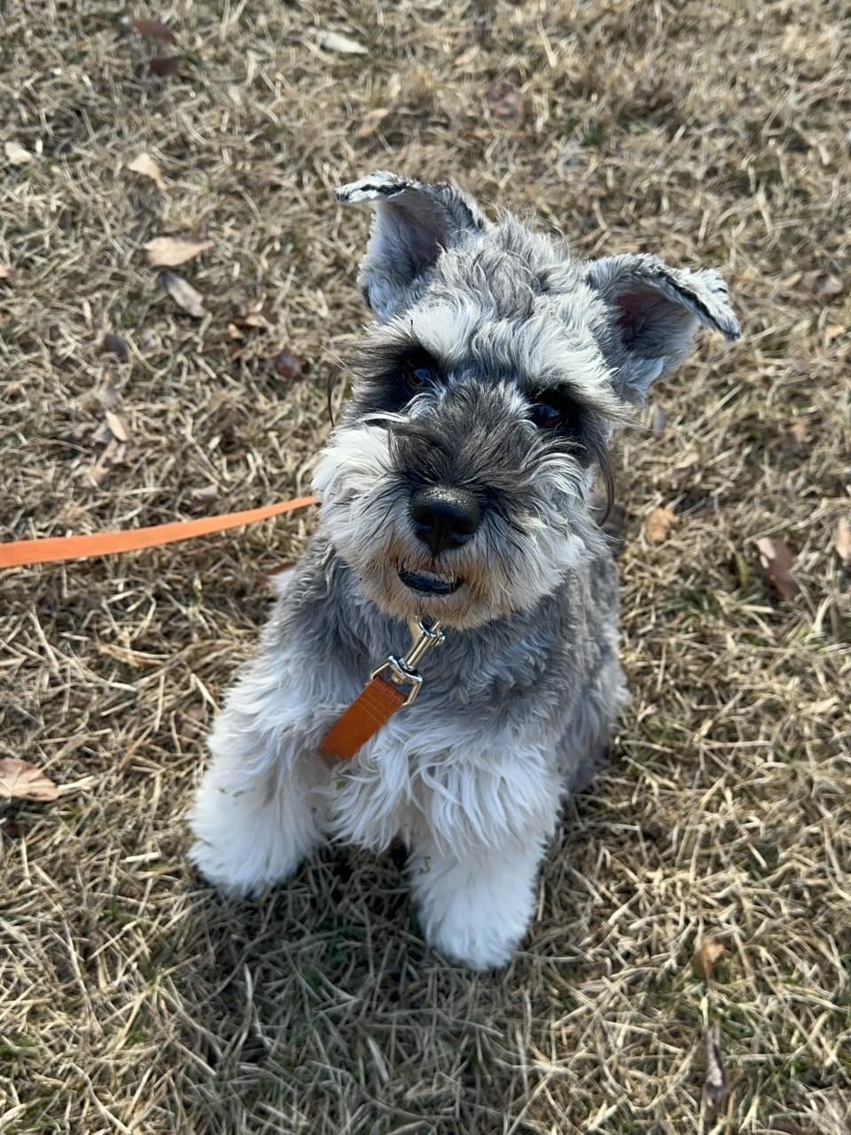 東京都八王子市の犬のしつけ訓練ドッグスクールマリン