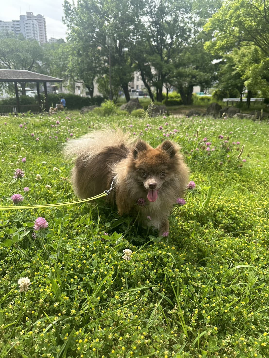 東京都八王子市の犬のしつけ訓練ドッグスクールマリン