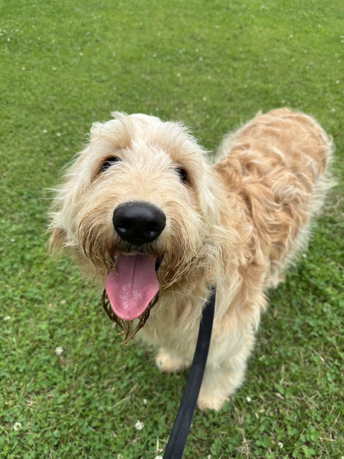 東京都八王子市の犬のしつけ訓練ドッグスクールマリン