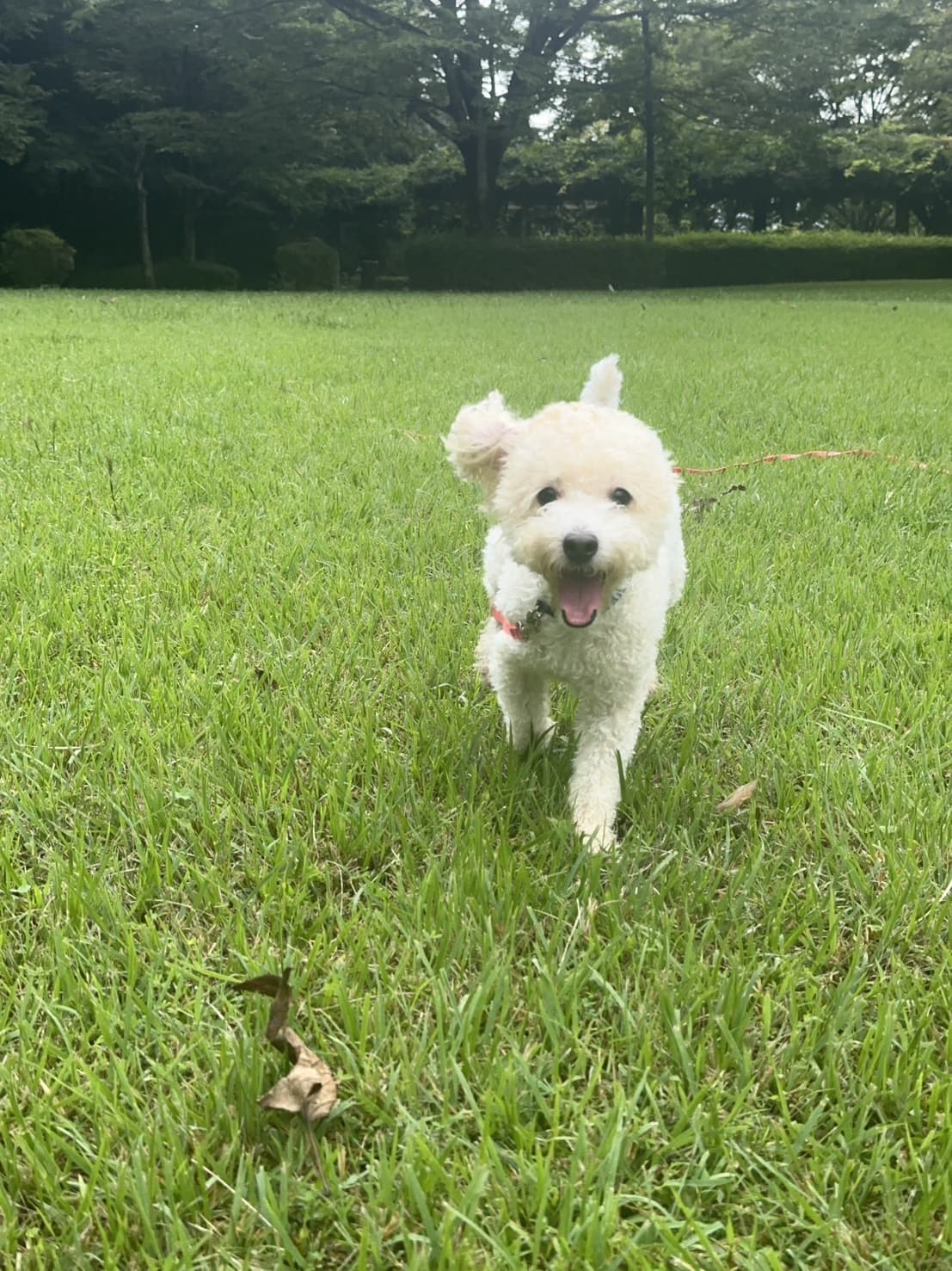 東京都八王子市の犬のしつけ訓練ドッグスクールマリン