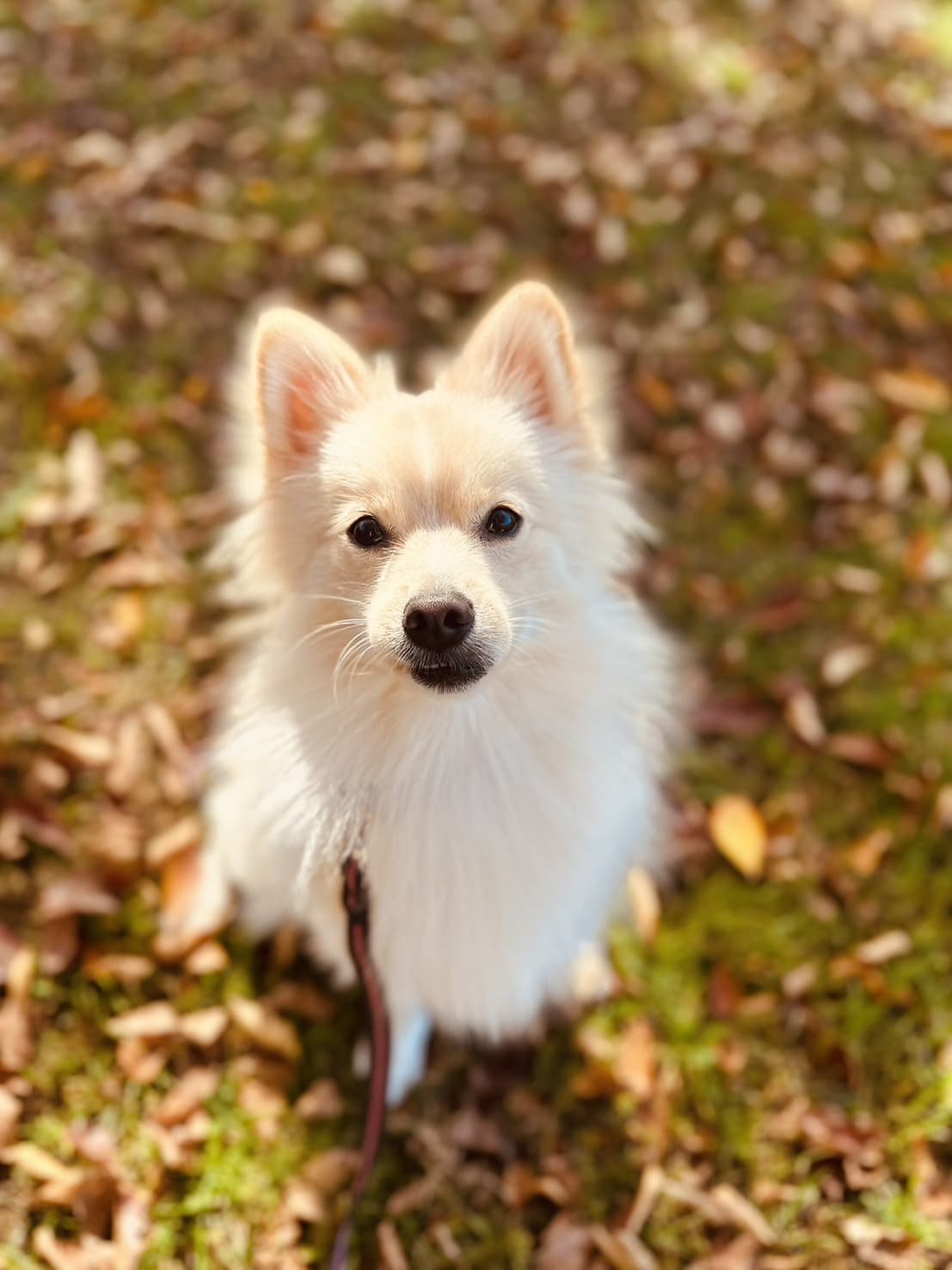 東京都八王子市の犬のしつけ訓練ドッグスクールマリン