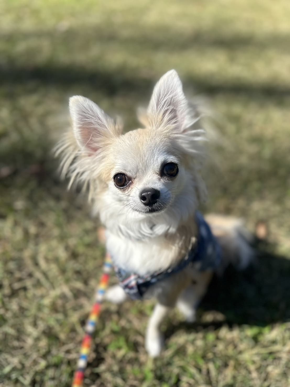 東京都八王子市の犬のしつけ訓練ドッグスクールマリン