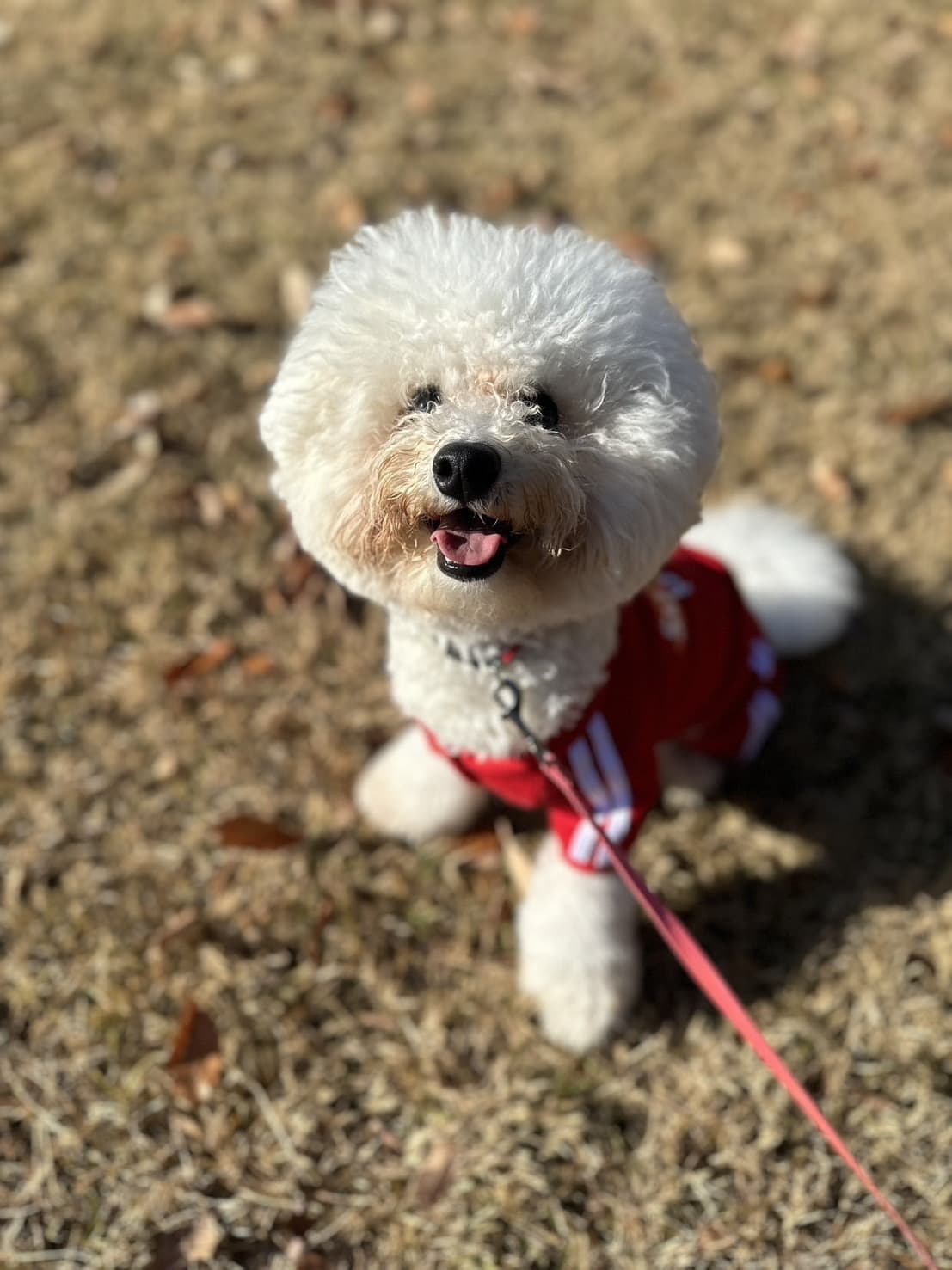 東京都八王子市の犬のしつけ訓練ドッグスクールマリン