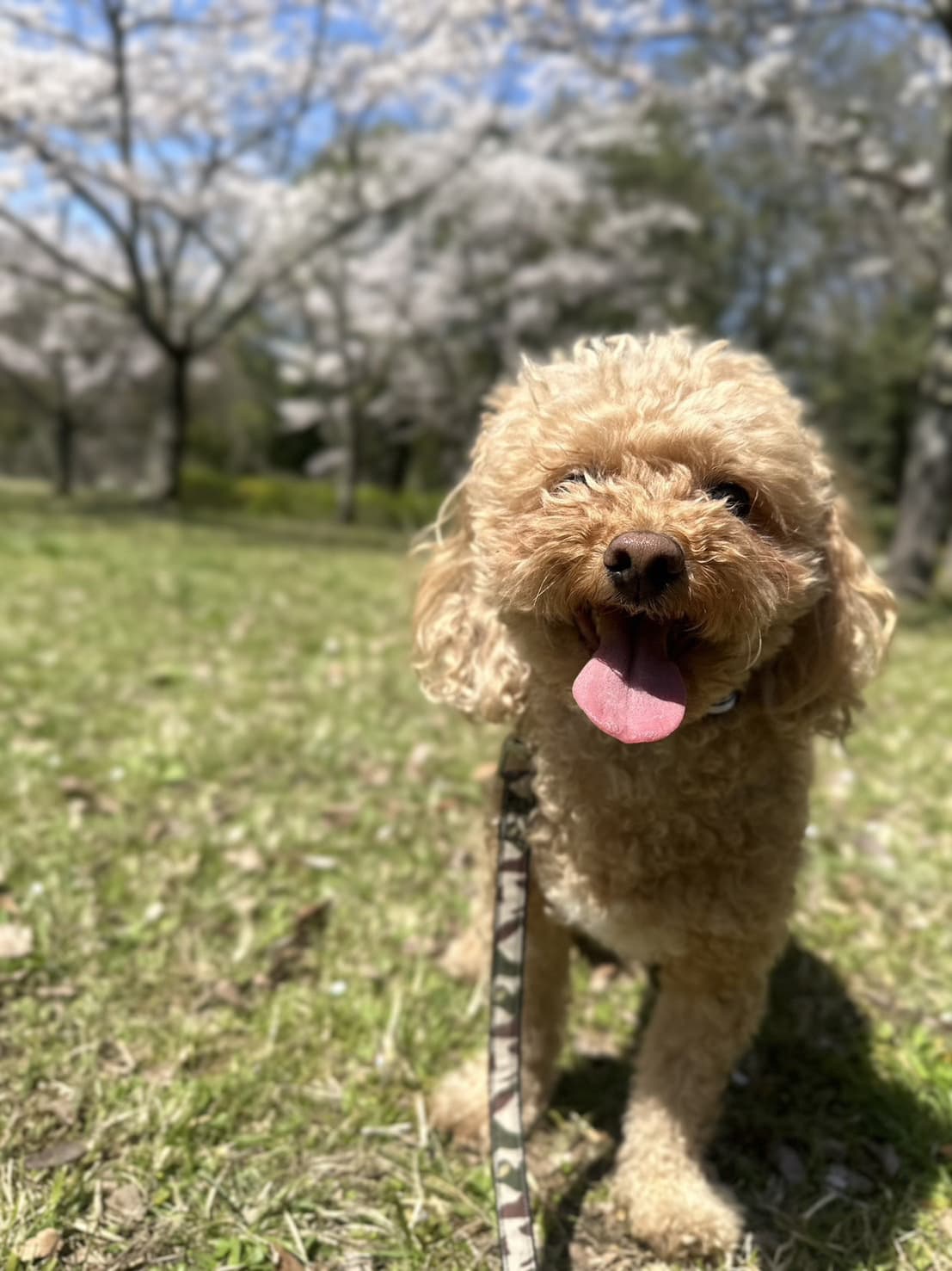 東京都八王子市の犬のしつけ訓練ドッグスクールマリン