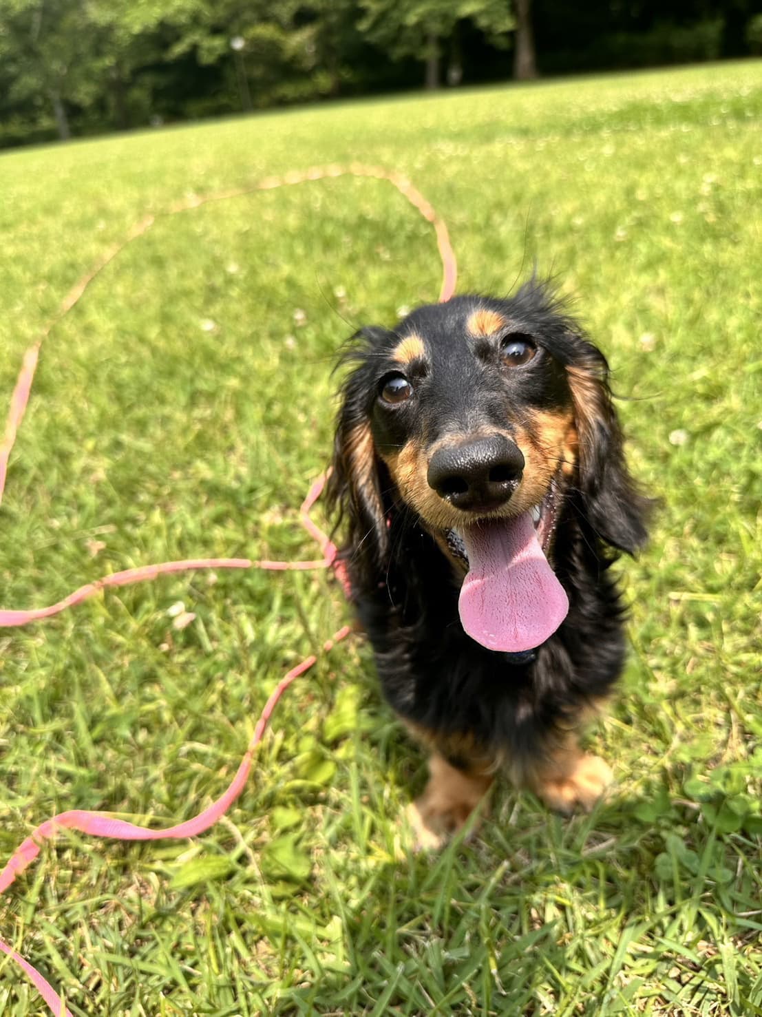東京都八王子市の犬のしつけ訓練ドッグスクールマリン