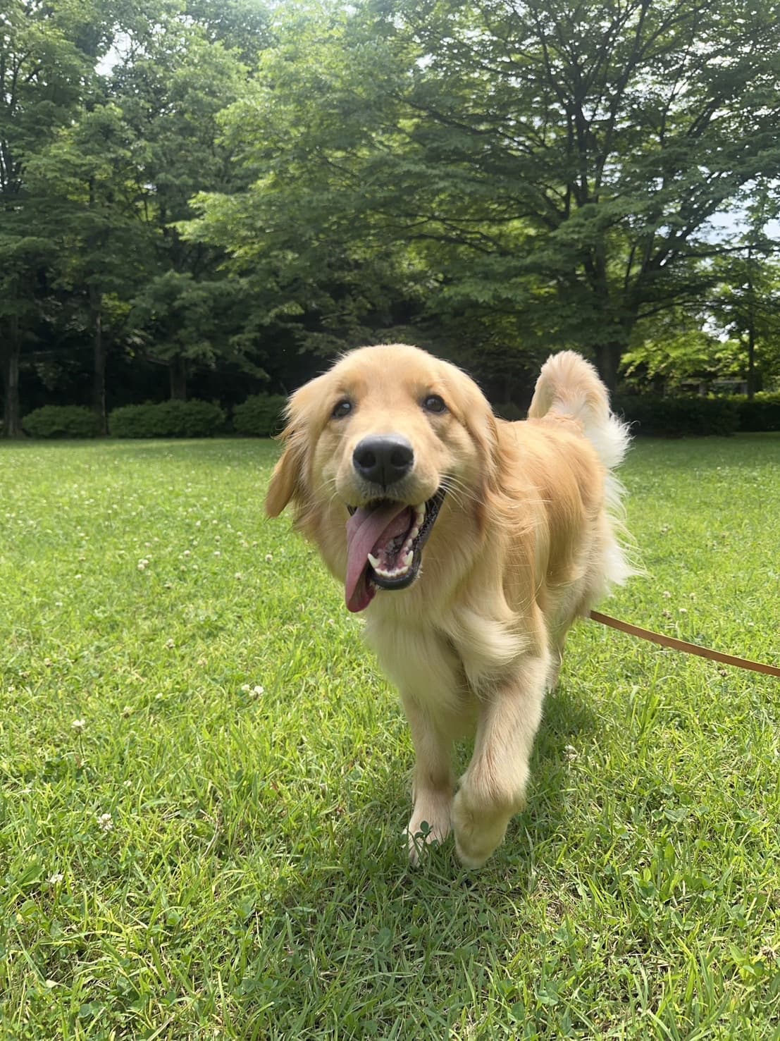 東京都八王子市の犬のしつけ訓練ドッグスクールマリン