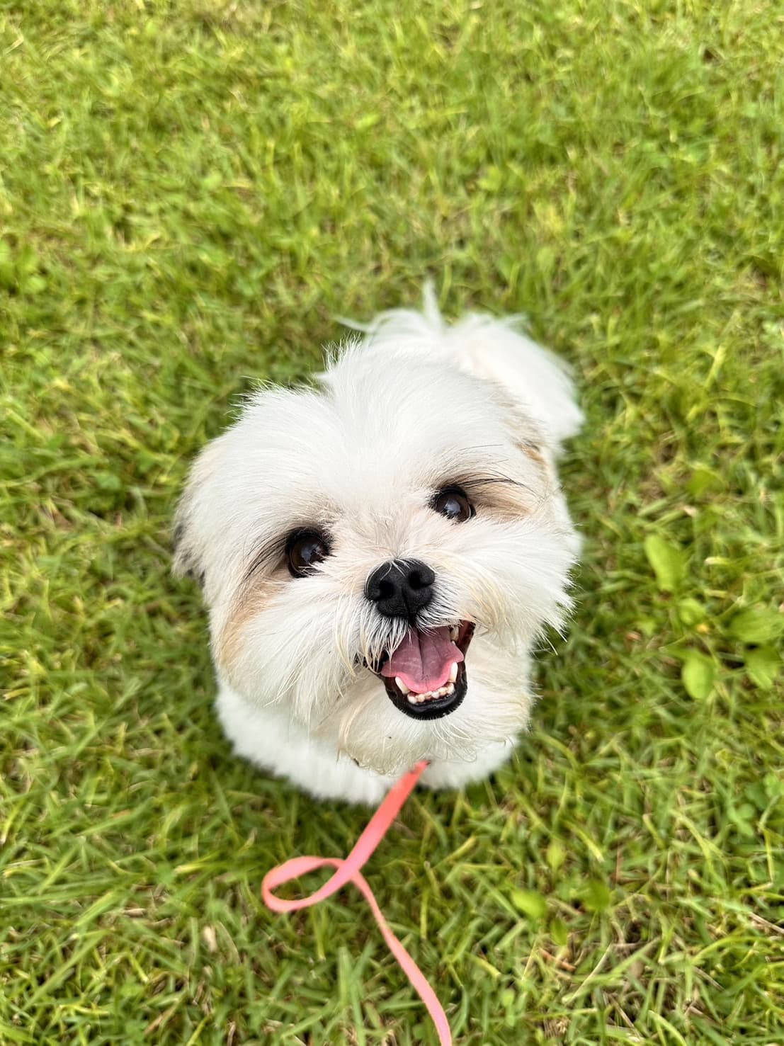 東京都八王子市の犬のしつけ訓練ドッグスクールマリン