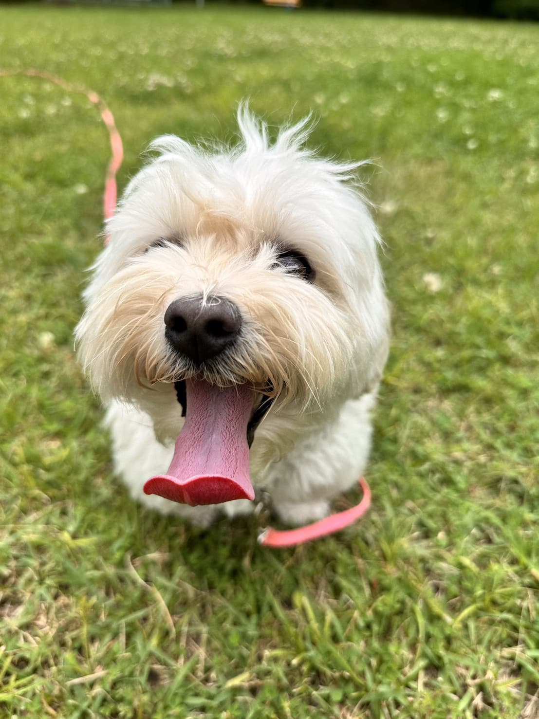 東京都八王子市の犬のしつけ訓練ドッグスクールマリン
