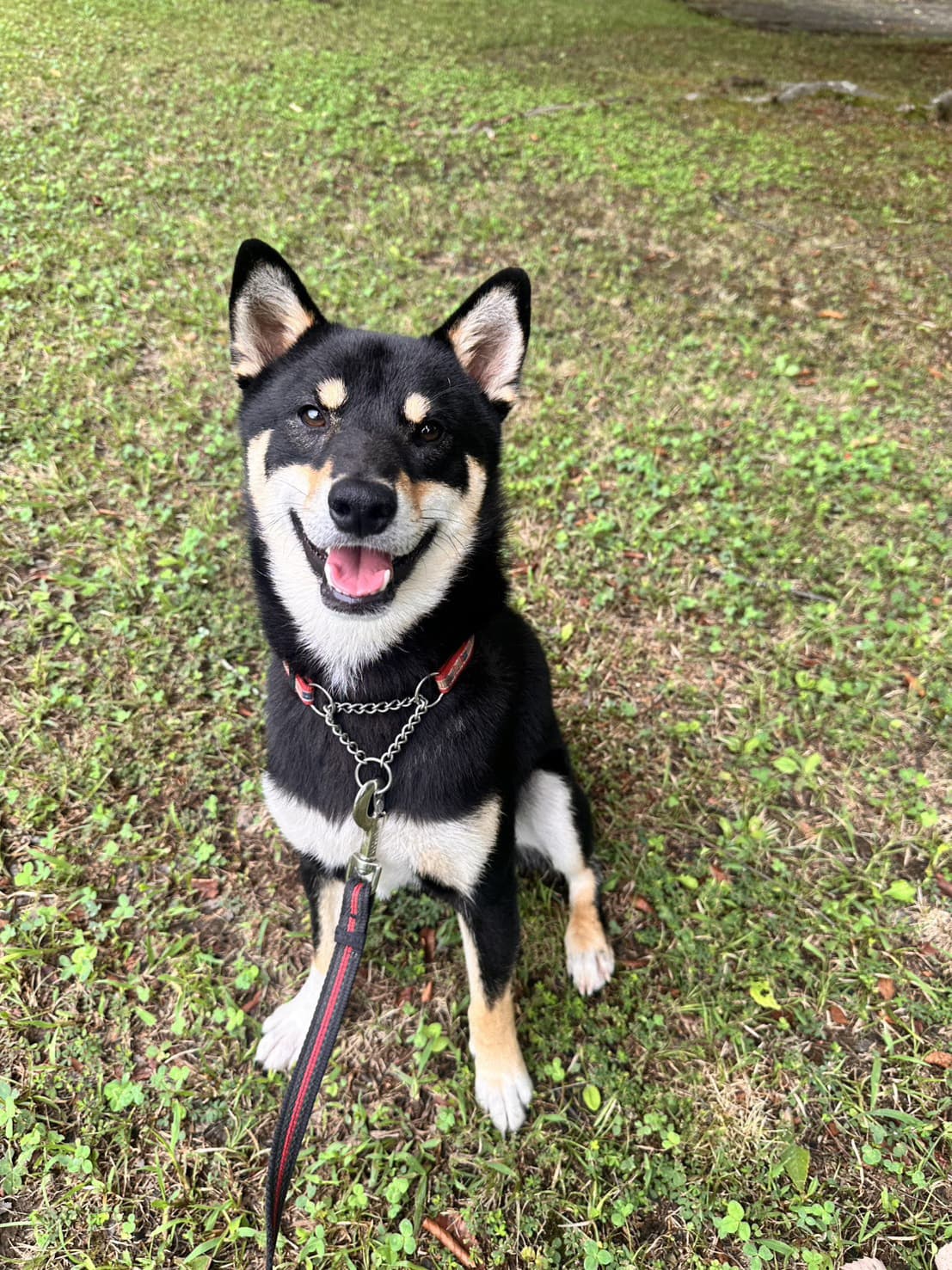 東京都八王子市の犬のしつけ訓練ドッグスクールマリン
