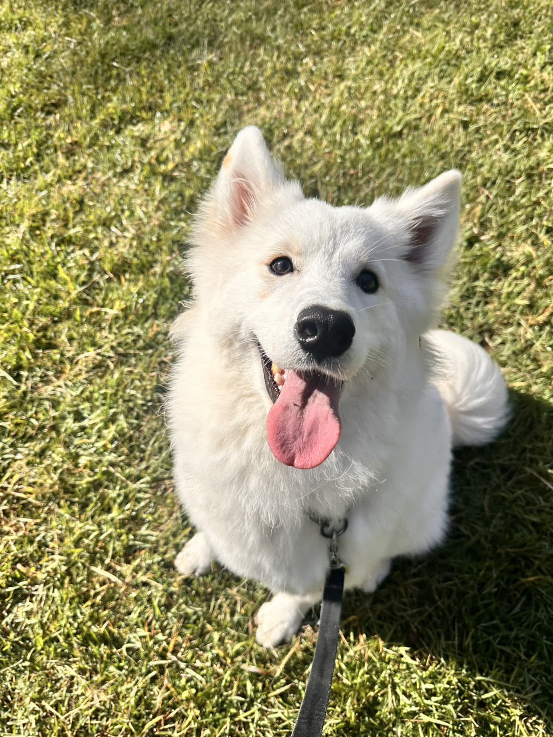 東京都八王子市の犬のしつけ訓練ドッグスクールマリン