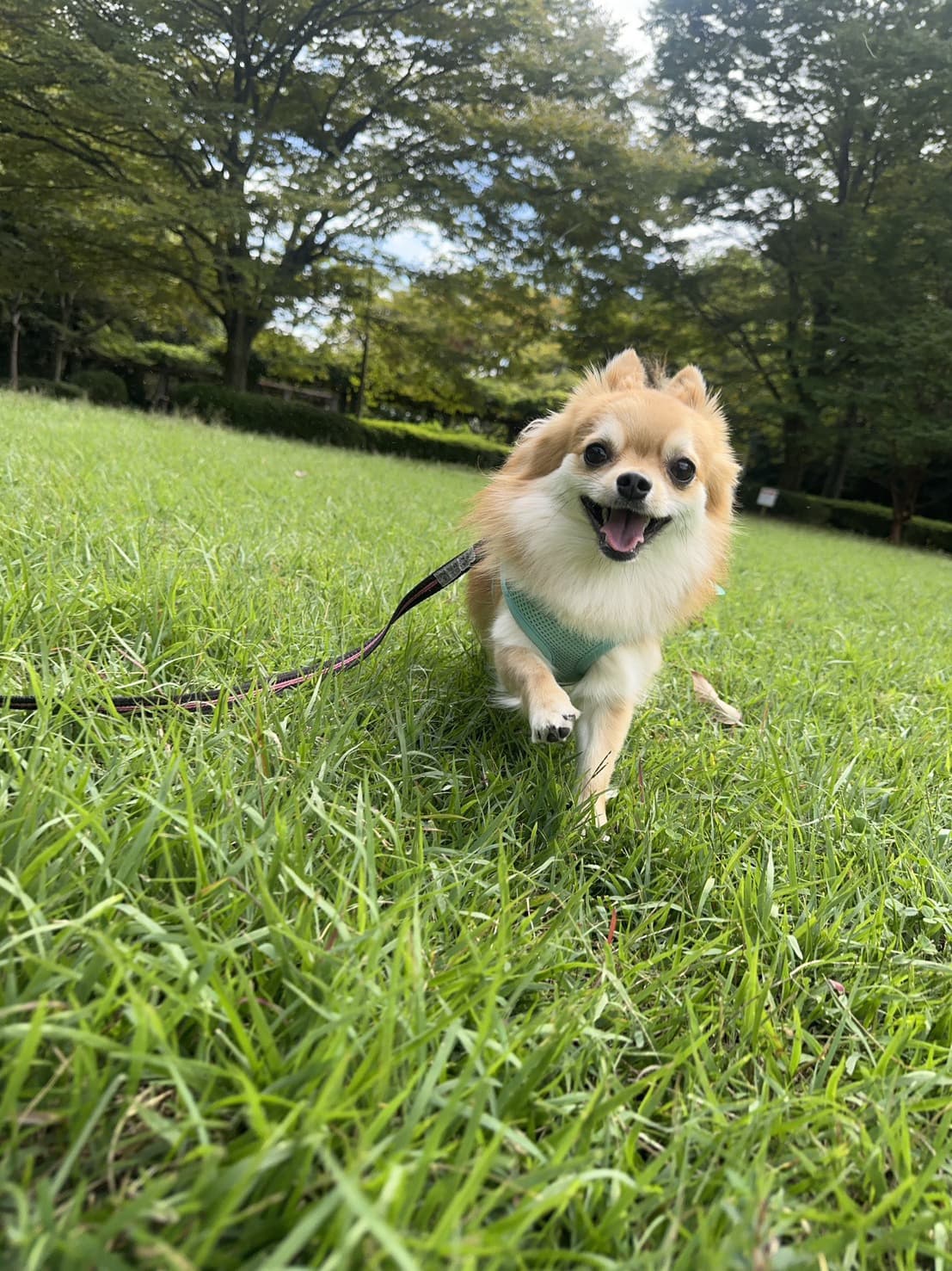 東京都八王子市の犬のしつけ訓練ドッグスクールマリン
