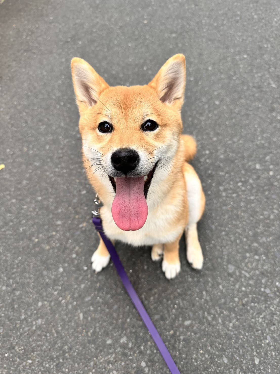 東京都八王子市の犬のしつけ訓練ドッグスクールマリン