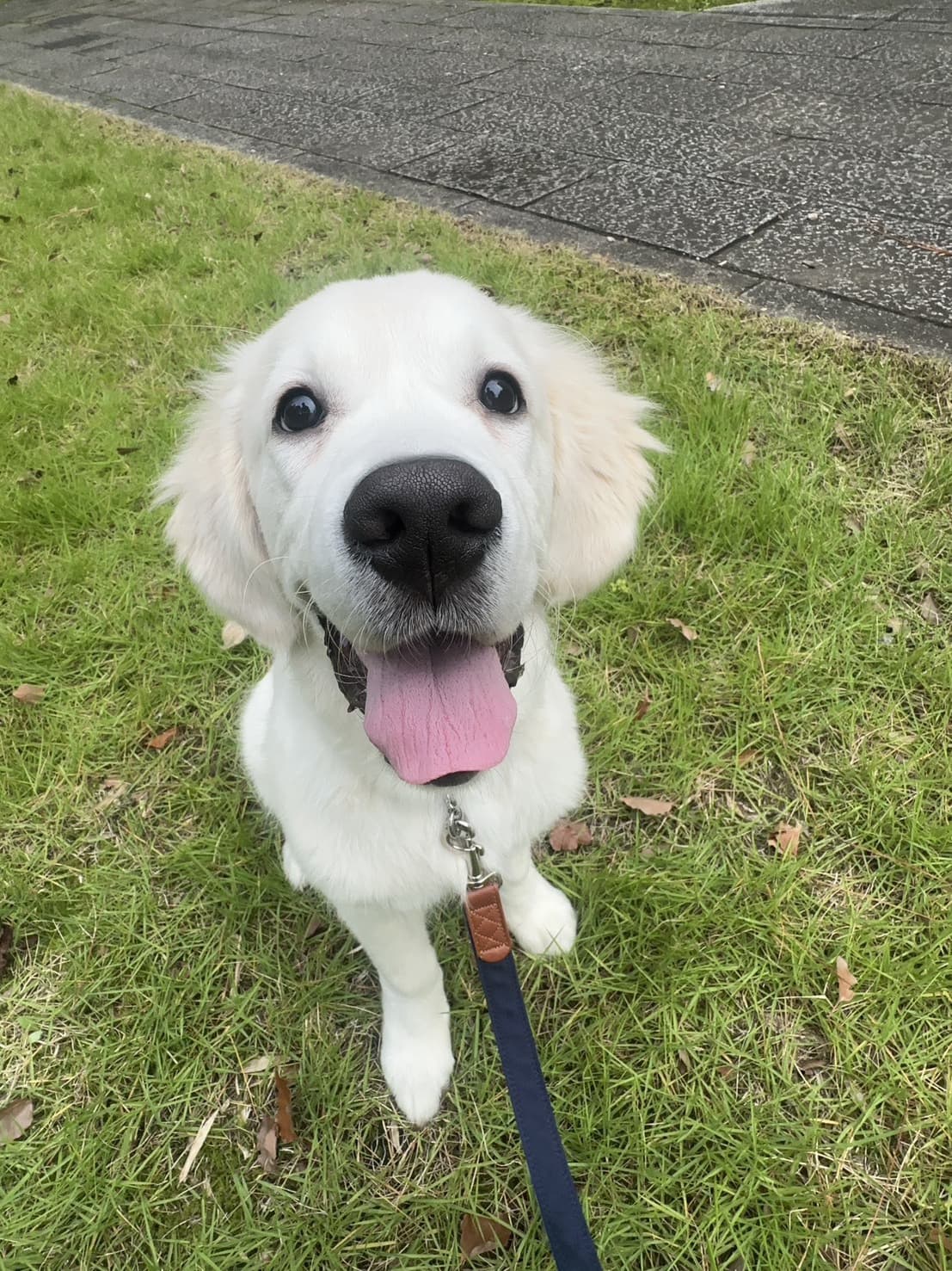 東京都八王子市の犬のしつけ訓練ドッグスクールマリン